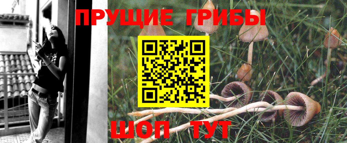 Псилоцибиновые грибы Cubensis Звенигород